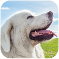塔特拉犬模拟器(Tatra Sheepdog Simulator)