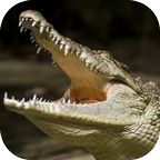 野生鳄鱼模拟器(CrocodileSim)