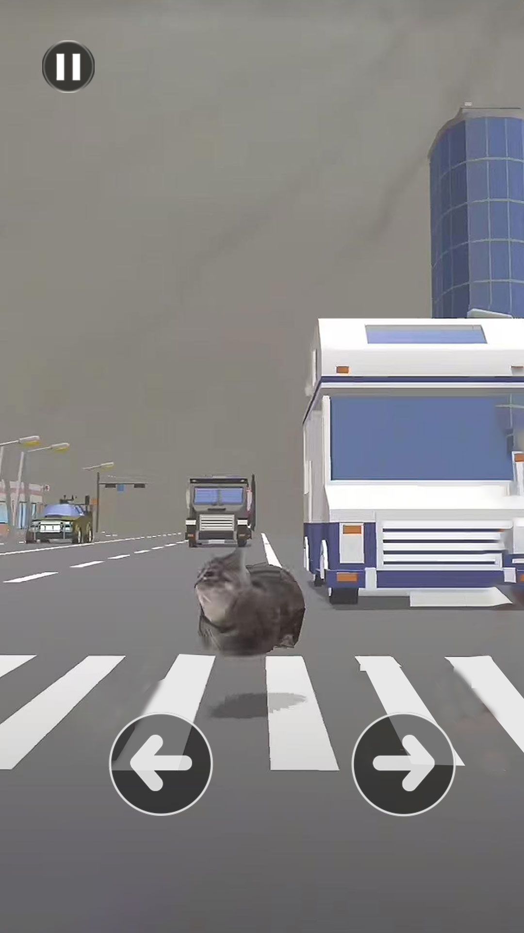 小猫过马路