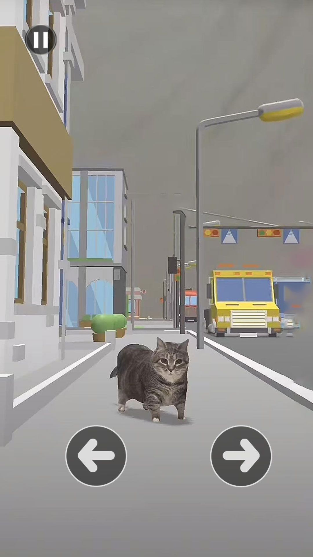 小猫过马路
