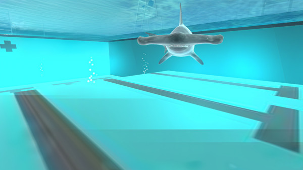 泳池里的鲨鱼正版